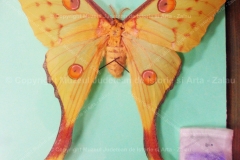 Fluture “Argema mittrei” din Madagascar