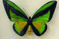 Fluture “Ornithoptera goliath procus” din Indonezia