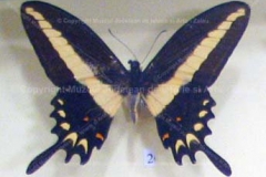 Fluture “Papilio hectorides villarica” din America de Sud6